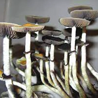 Magic Mushrooms