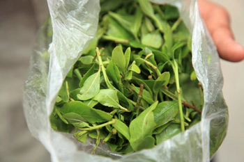 Khat