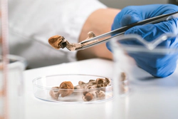 Image of gloved hands inspecting mushrooms.