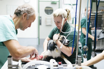 Veterinars at work